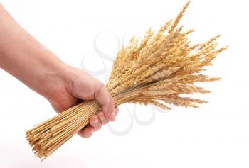 Hand hold wheat ears 