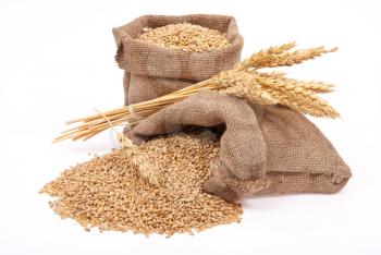 Wheat grains and ears 