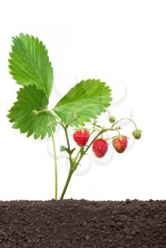 Strawberry growing out of the soil 