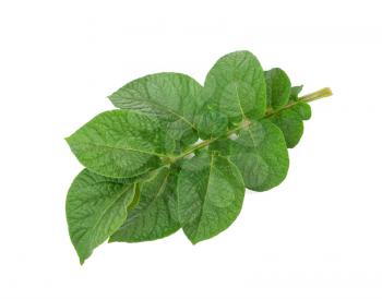 Potato leaf 