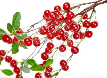 Branch of ripe cherries 