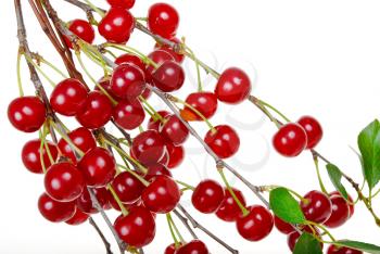 Branch of ripe cherries 