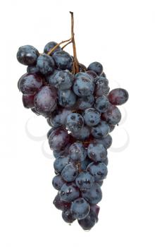 Branch of black grape 
