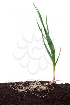 Garlic in the soil 