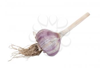 Garlic bulb 