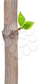 Royalty Free Photo of a Tree Branch With Green Leaves