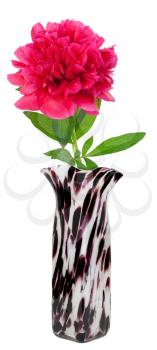 Royalty Free Photo of a Pink Peony in a Zebra Striped Vase