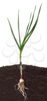 Royalty Free Photo of a Clove of Garlic in the Dirt