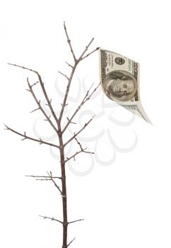 Royalty Free Photo of a Tree With No Leaves With a 100 Dollar Bill Hanging on a Branch