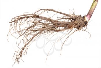 Medicinal plant. The root of elecampane
