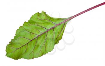Fresh beet root leaf on white background 