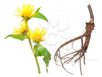 Medicinal plant. Elecampane (Inula helenium) 