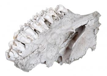 The jaw of an ancient herbivore