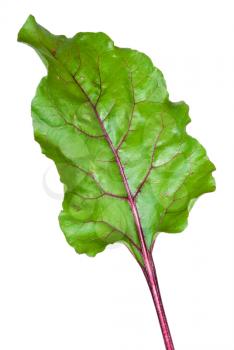 Fresh beet root leaf on white background