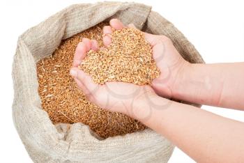 Wheat grain in hands