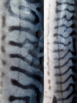 Texture of mackerel