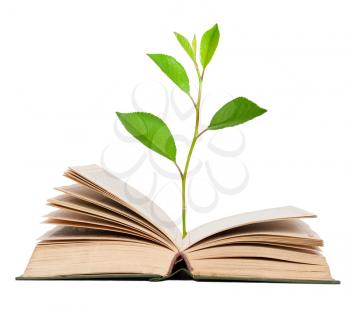 Green sprout growing from open book 