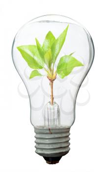 Green tree growing in a bulb