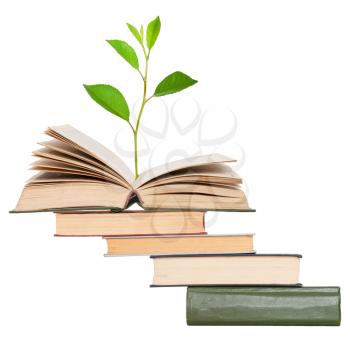 Green sprout growing from open book