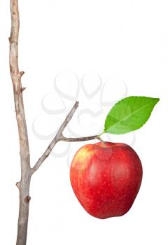 Dry branch with apple