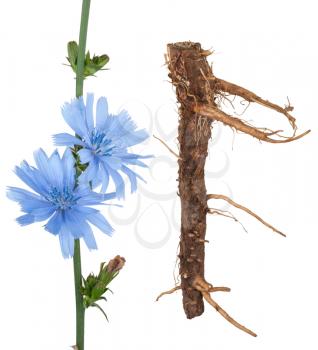 Medicinal plant: Chicory