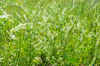 Medicinal plant: White sweet clover