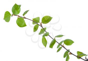 Young birch branches