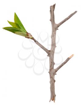 Dry branch with leaf buds