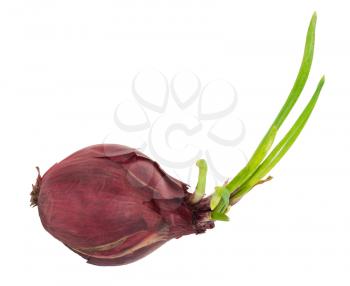 Sprouting red onion