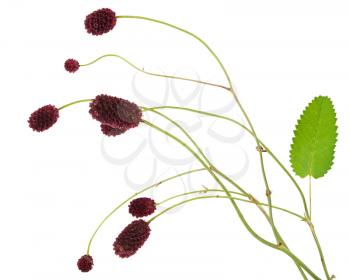 Medicinal plant: Burnet (Sanguisorba officinalis)