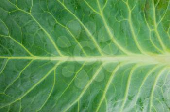 Texture of cabbage leaf