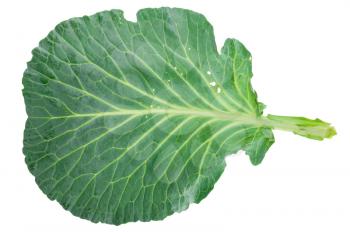 Fresh green cabbage leaf