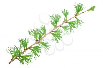 Young larch branch