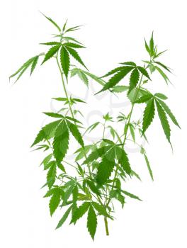 A young new growing cannabis (marijuana) plants 