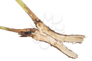 Chicory root sliced
