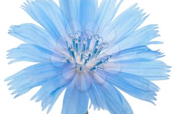 Chicory flower. Macro