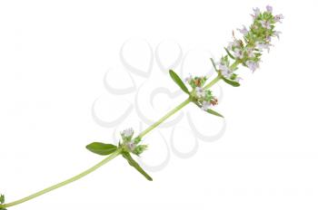 Medicinal plant: Thymus marschallianus
