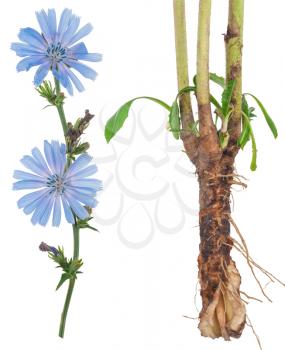 Medicinal plant: Chicory