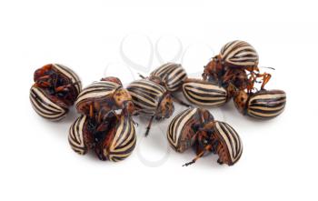 Colorado beetles