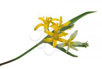 Medicinal plant: Gagea lutea