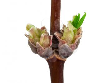 Maple twig with buds