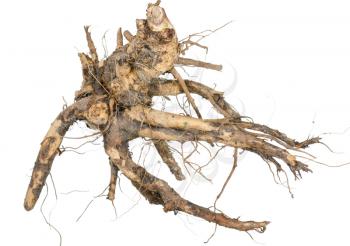 Medicinal plant. The root of elecampane