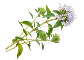 Medicinal plant: Thyme
