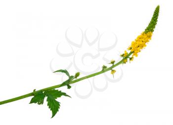 Medicinal plant:Agrimonia eupatoria. Common agrimony