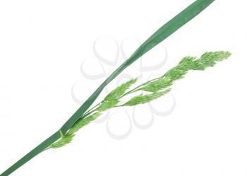 Medicinal plant: Elytrigia repens. Couch-grass
