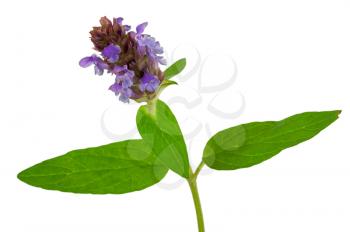 Medicinal plant: Prunella vulgaris. Self-Heal