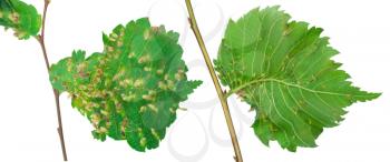 Lime nail gall - Eriophyes tiliae