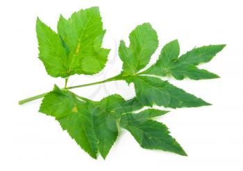 Angelica herb leaf 
