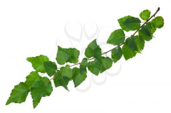 Young birch branch
