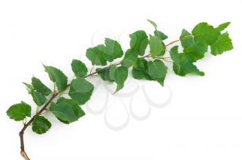 Young birch branch